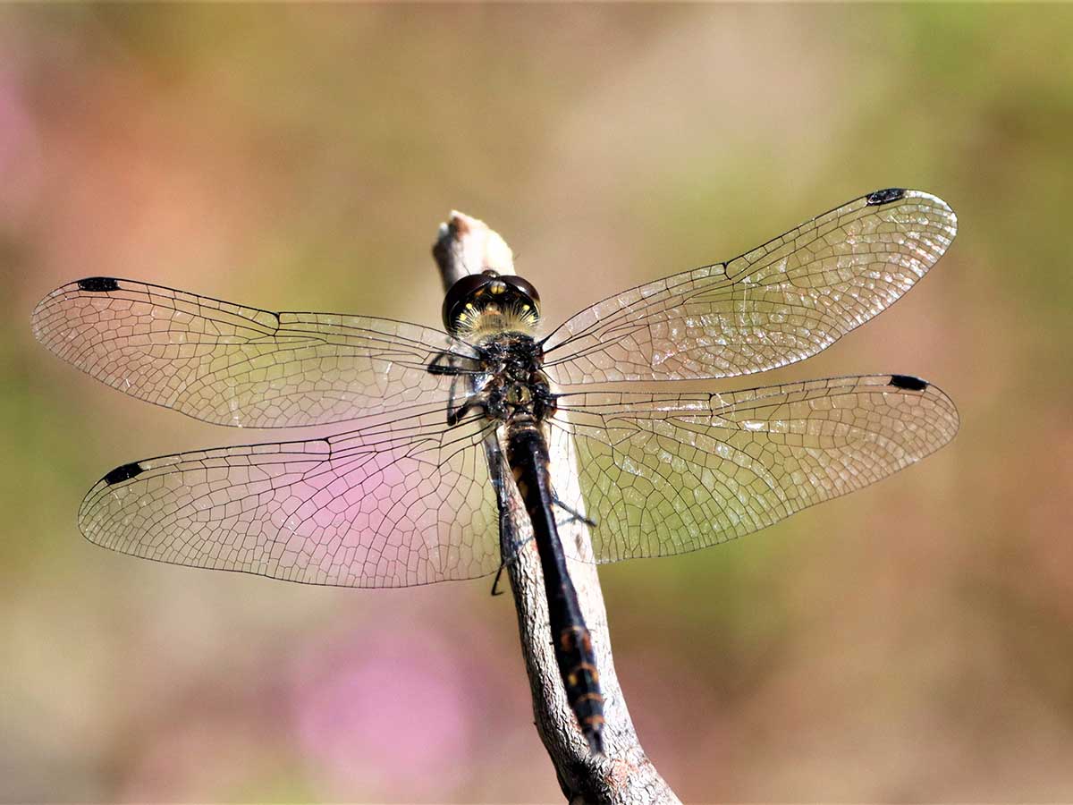 Sympetrum_danae
